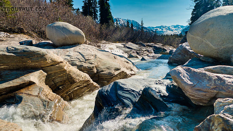  From Gunnysack Creek in Alaska.