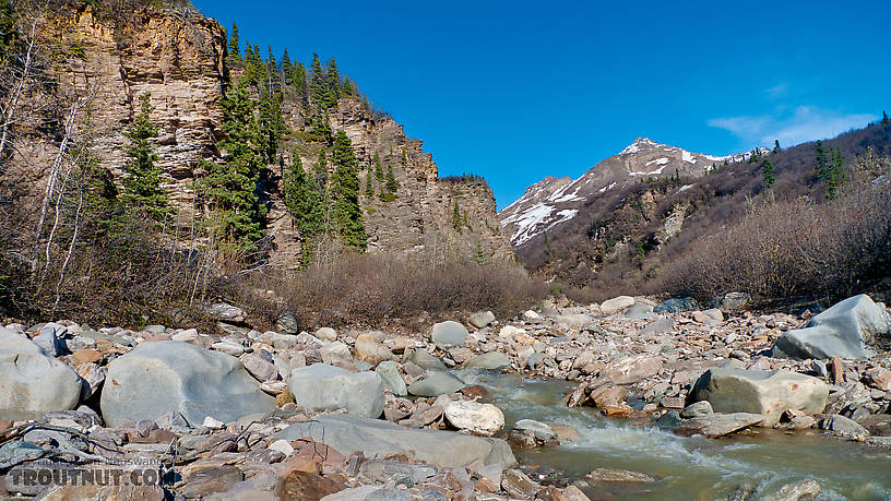  From Gunnysack Creek in Alaska.