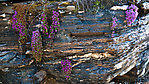 I was surprised to find green leaves & flowers on these plants, which were hanging off a rock wall, high up in the mountains where nothing else is really budding yet.  This is purple mountain saxifrage, one of the most cold-tolerant plants there is. From Gunnysack Creek in Alaska.