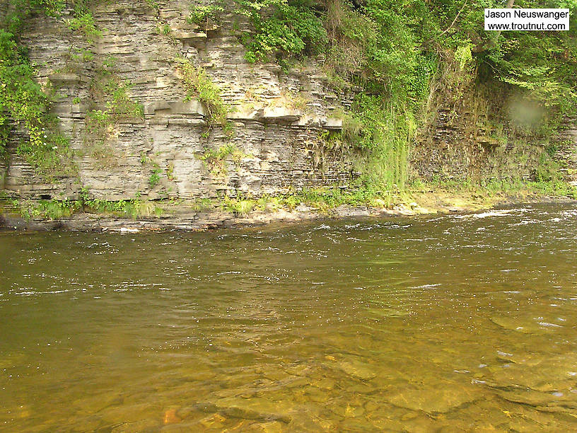 Thousands of big trout and salmon pass by here each year. From the Salmon River in New York.