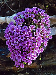 Purple mountain saxifrage. From Gunnysack Creek in Alaska.