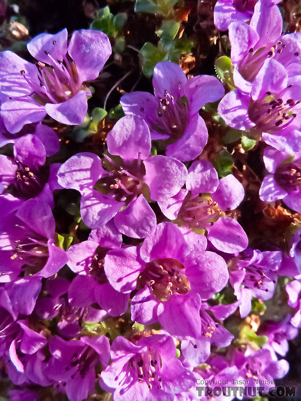 Purple mountain saxifrage. From Gunnysack Creek in Alaska.