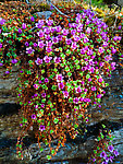 Purple mountain saxifrage. From Gunnysack Creek in Alaska.