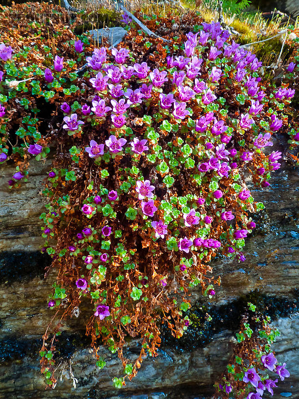 Purple mountain saxifrage. From Gunnysack Creek in Alaska.