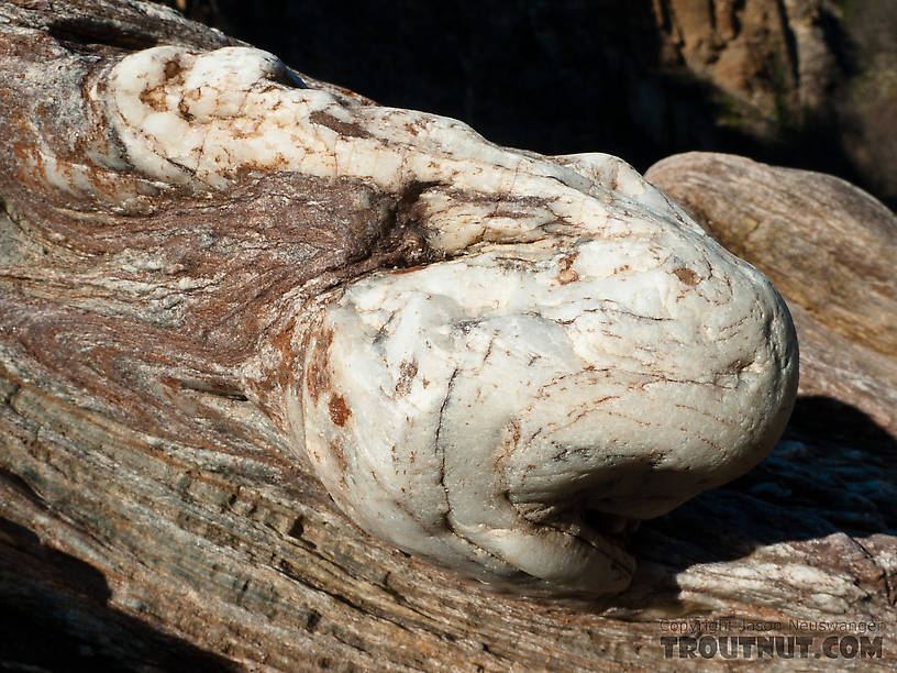 A quartz boulder embedded in some schist... doesn't it look like a nose? From Gunnysack Creek in Alaska.