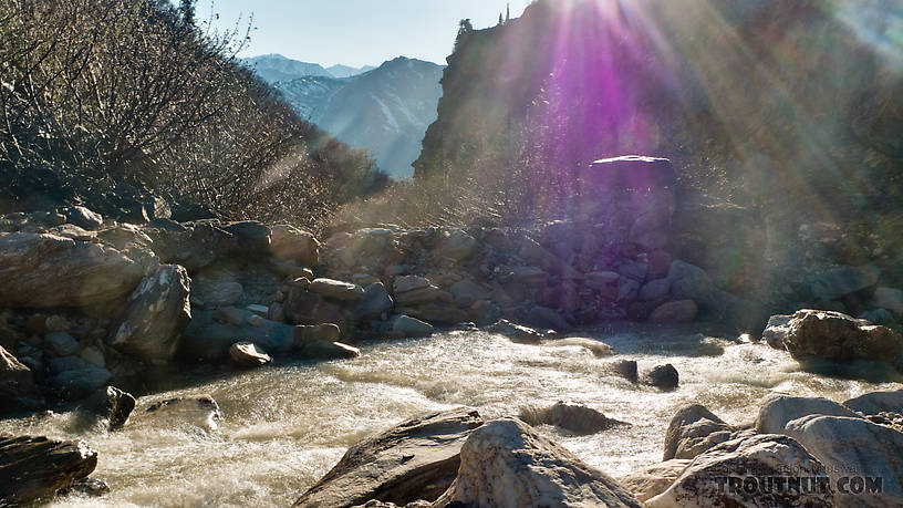  From Gunnysack Creek in Alaska.