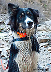 Taiga looks pretty happy here for a dog with several porcupine quills hanging from her chin. From Gunnysack Creek in Alaska.