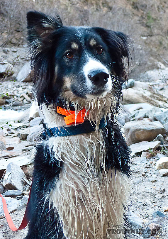 Taiga looks pretty happy here for a dog with several porcupine quills hanging from her chin. From Gunnysack Creek in Alaska.