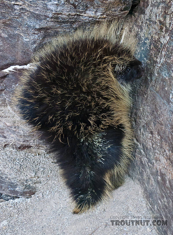  From Gunnysack Creek in Alaska.