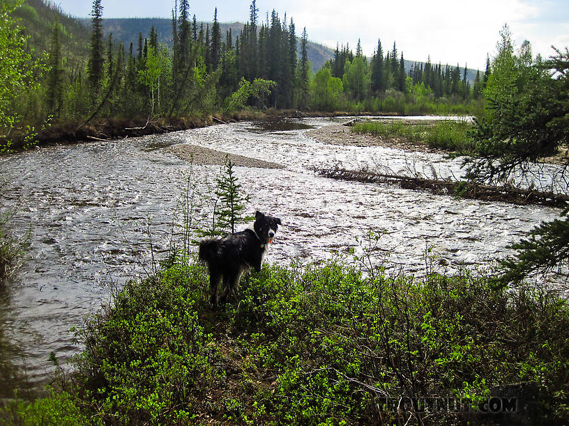  From the Chatanika River in Alaska.