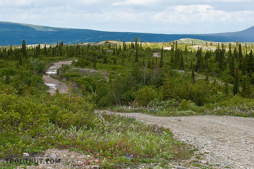  From Coal Mine Road in Alaska.