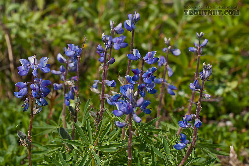  From Coal Mine Road in Alaska.