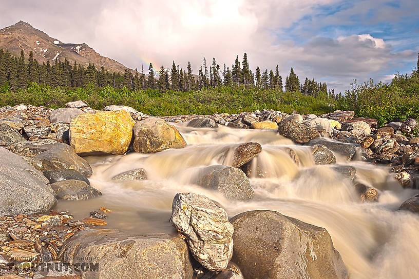  From Gunnysack Creek in Alaska.