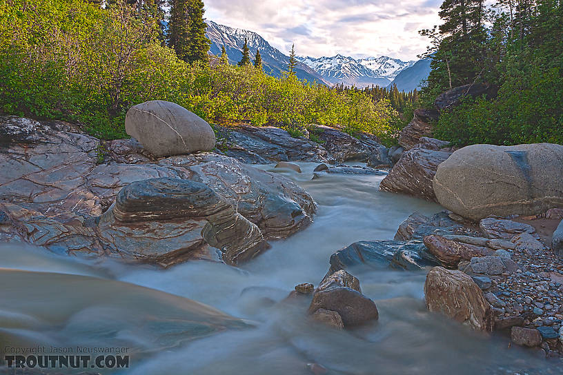  From Gunnysack Creek in Alaska.