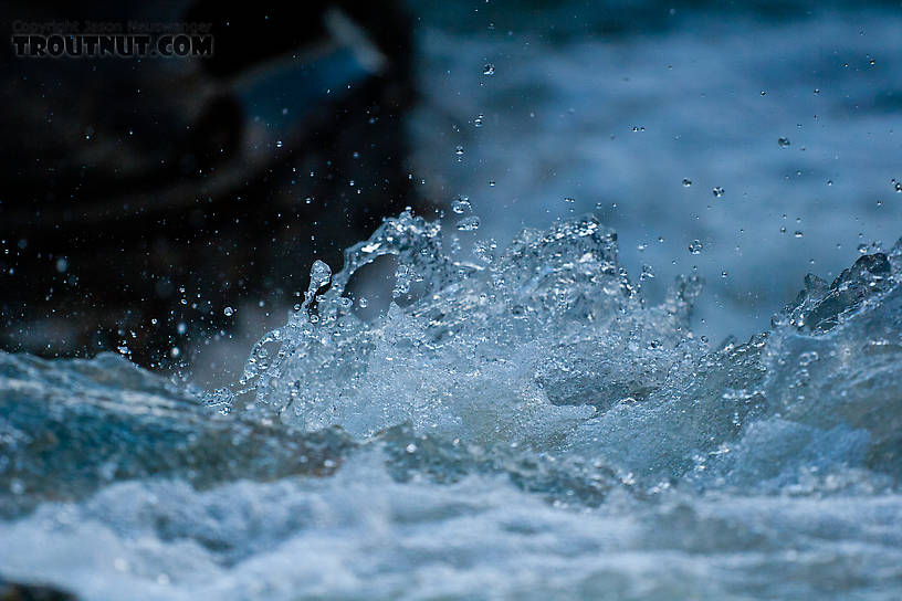  From Gunnysack Creek in Alaska.