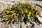 Dwarf hawksbeard, Crepis nana. From Ruby Creek in Alaska.