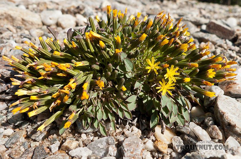 Dwarf hawksbeard, Crepis nana. From Ruby Creek in Alaska.