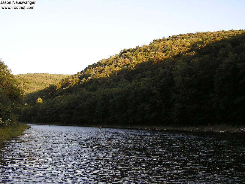  From the Beaverkill River in New York.