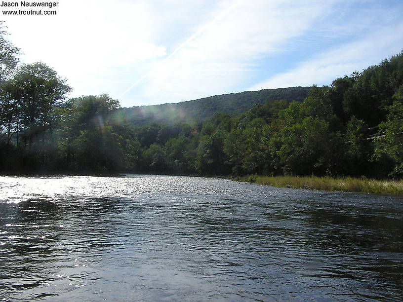  From the Beaverkill River in New York.