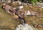 I figured this dead, adult moose was a great reason to turn around, rather than continuing up the canyon and having to sneak back past it after whatever had been eating on it came back. From Ruby Creek in Alaska.