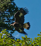 This golden eagle was probably attracted by that moose carcass. From Ruby Creek in Alaska.