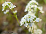 This is "milky draba" or "milky whitlowgrass," Draba lactea. From Ruby Creek in Alaska.