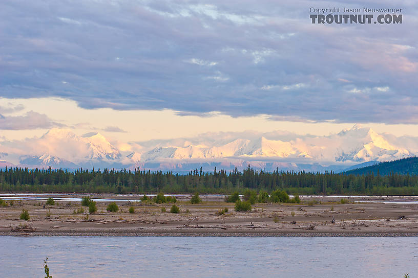  From the Tanana River in Alaska.