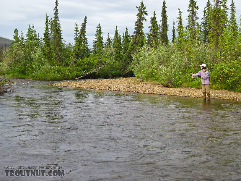  From Nome Creek in Alaska.