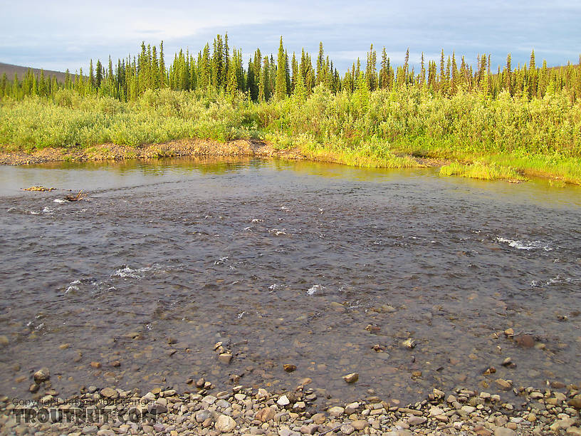  From Nome Creek in Alaska.