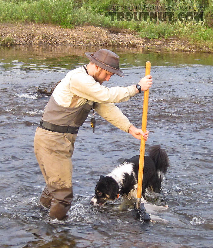 This is the first time I've kicknetted bugs since we got Taiga, and she turns out to be so very helpful. From Nome Creek in Alaska.