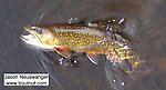 This gorgeous 9" brook trout fell for a size 20 spinner on a glassy spring-fed river. From the Bois Brule River in Wisconsin.