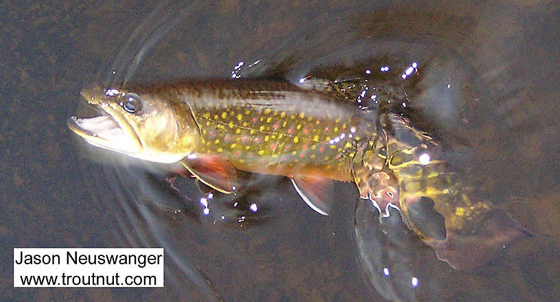 This gorgeous 9" brook trout fell for a size 20 spinner on a glassy spring-fed river. From the Bois Brule River in Wisconsin.