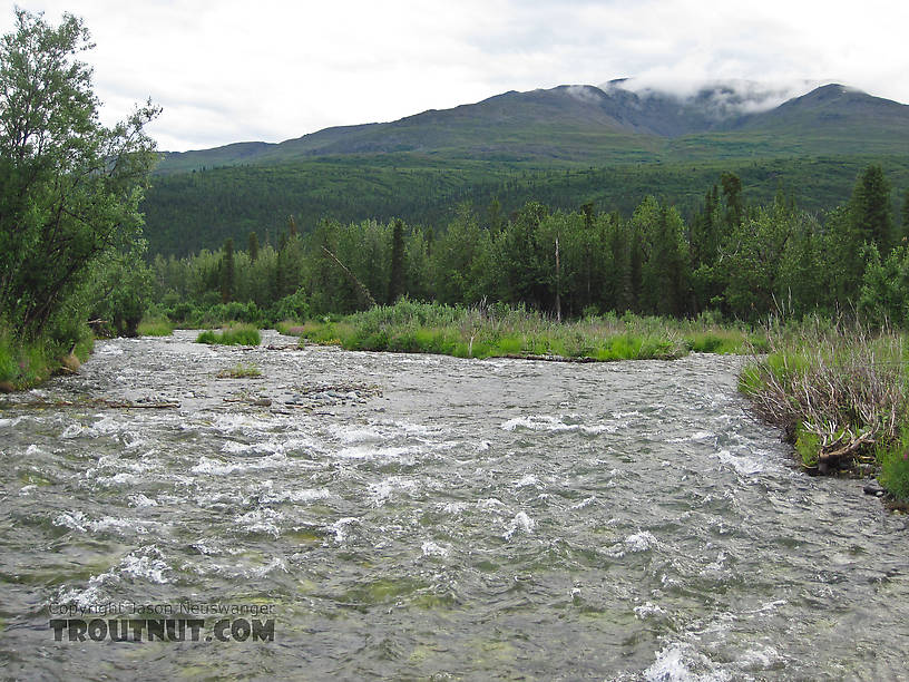  From the Gulkana River in Alaska.