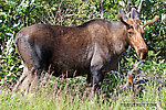  From Richardson Highway in Alaska.