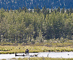 A moose feeds in wetlands in the Delta River Valley. From Richardson Highway in Alaska.