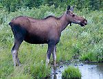  From Richardson Highway in Alaska.