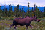  From Richardson Highway in Alaska.