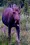  From Richardson Highway in Alaska.