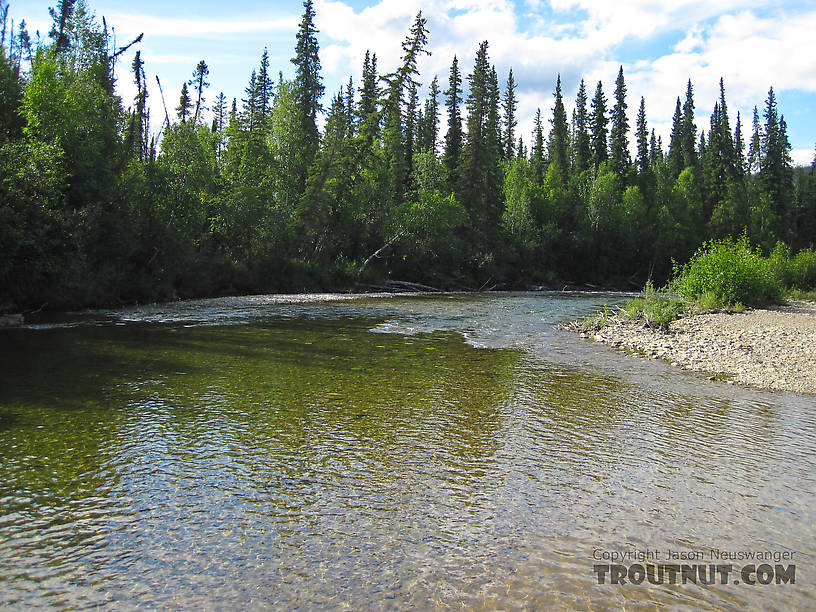  From the Chatanika River in Alaska.