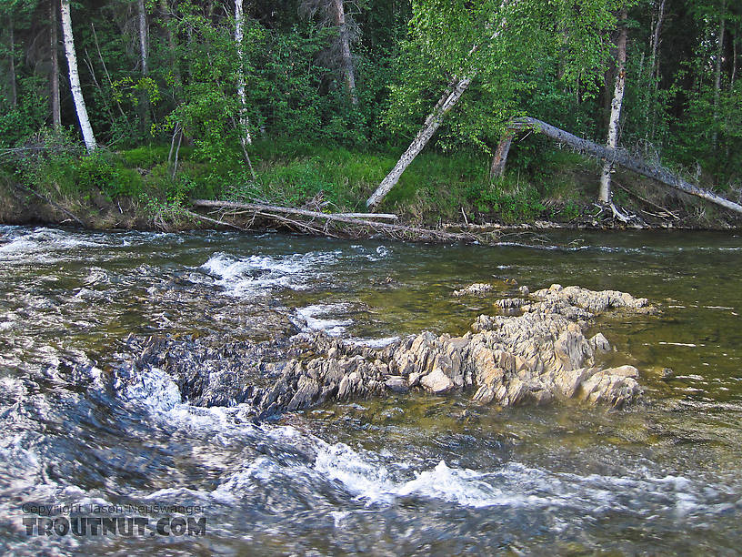  From the Chatanika River in Alaska.