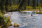  From the Gulkana River in Alaska.