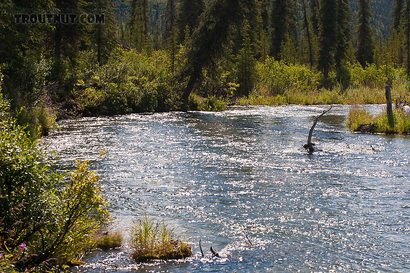  From the Gulkana River in Alaska.