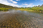 A pair of sockeye salmon on their redd. From the Gulkana River in Alaska.