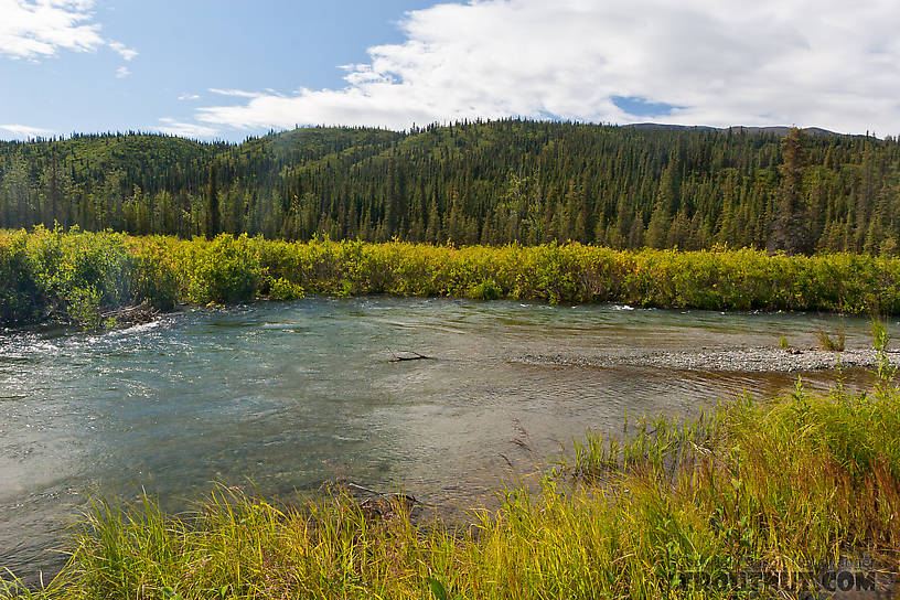  From the Gulkana River in Alaska.