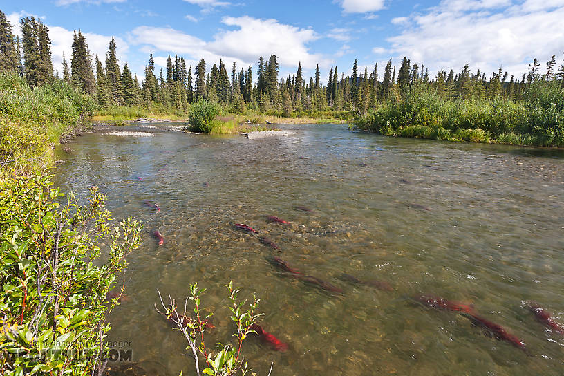  From the Gulkana River in Alaska.