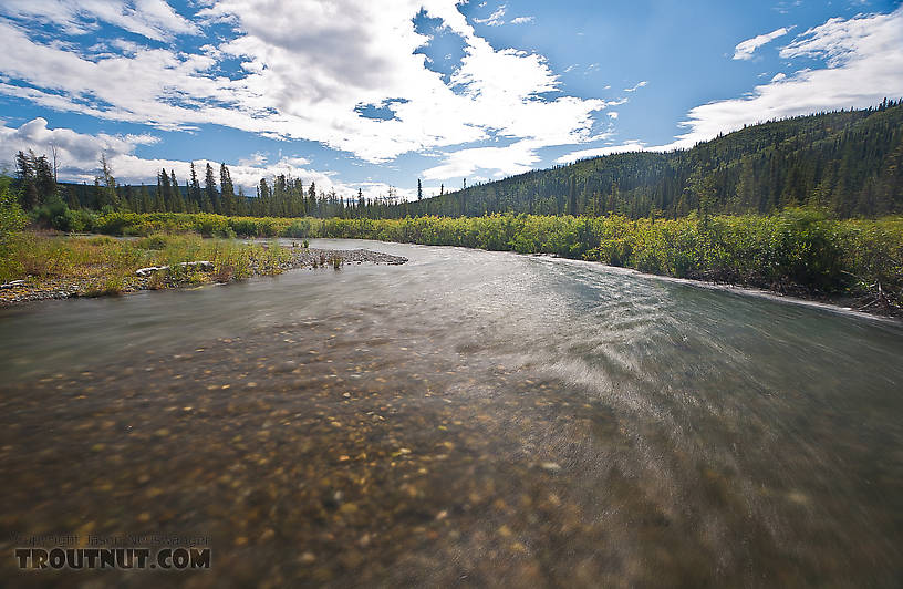  From the Gulkana River in Alaska.