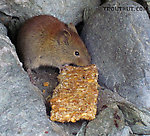 I was at a popular spot for dipnetting, and this little rodent (a vole, I think?) hit the jackpot with an earlier angler's leftover snack. From the Copper River in Alaska.