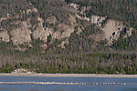 Seagulls rest on a gravel bar across from the fish cleaning station at O'Brien Creek, in between meals. From the Copper River in Alaska.