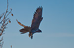 A juvenile gyrfalcon. From Denali Highway in Alaska.