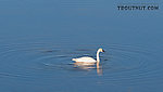 Trumpeter swan in 50-Mile Lake off the Denali Highway. From Denali Highway in Alaska.